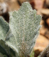 Viola purpurea aurea