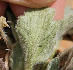 Viola purpurea aurea