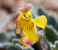 Viola purpurea aurea