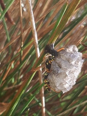 Polistes chinensis