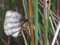Polistes chinensis