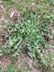Taraxacum officinale
