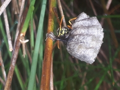 Polistes chinensis