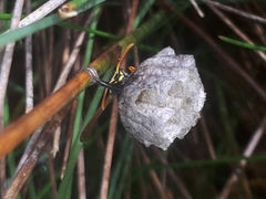 Polistes chinensis