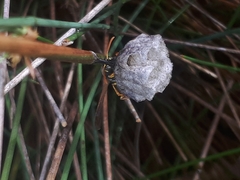 Polistes chinensis