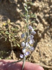 Polygala magdalenae