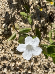 Ruellia leucantha