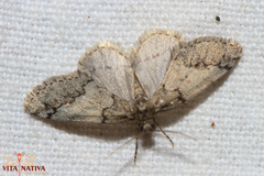 Tephronia lhommaria