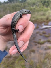 Lissolepis coventryi