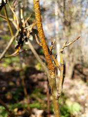 Aurantioporthe corni