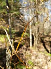 Aurantioporthe corni