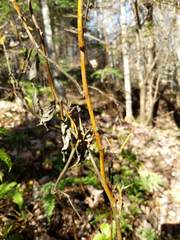 Aurantioporthe corni