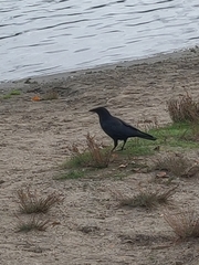Corvus brachyrhynchos