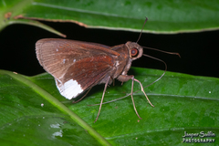 Cobalus virbius