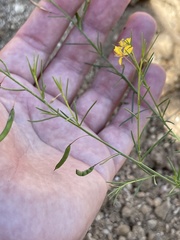 Cleome guianensis