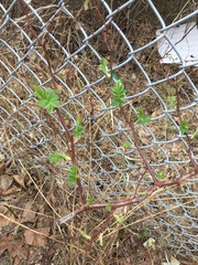 Rosa multiflora