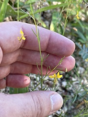 Cleome guianensis