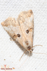Zebeeba falsalis
