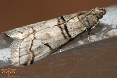 Acrobasis romanella