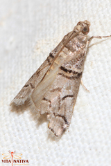 Acrobasis romanella