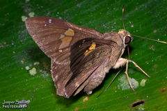 Venada advena