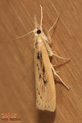 Agriphila tersellus
