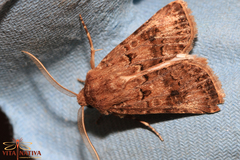 Agrotis lata