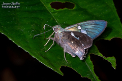 Astraptes janeira
