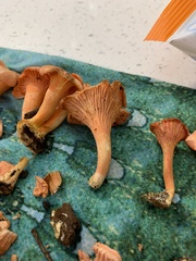 Cantharellus coccolobae