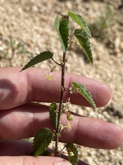 Ayenia compacta