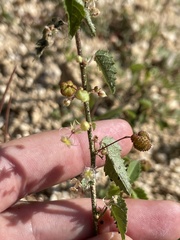 Ayenia compacta