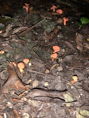 Cantharellus coccolobae