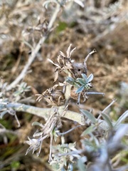 Dasineura lupini