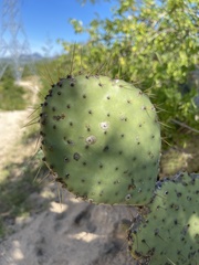 Opuntia caboensis
