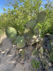 Opuntia caboensis