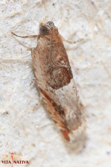 Ancylis sparulana