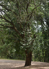 Heptapleurum ellipticum