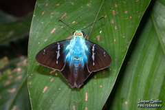 Astraptes fulgerator fulgerator