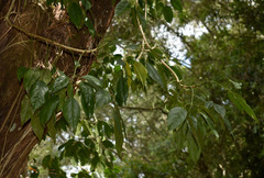 Heptapleurum ellipticum