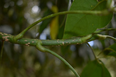 Heptapleurum ellipticum