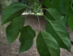 Heptapleurum ellipticum