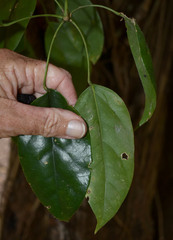 Heptapleurum ellipticum