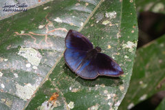 Anastrus neaeris