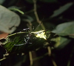 Micrathena schreibersi