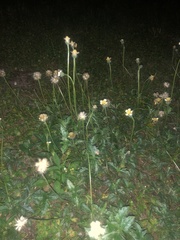 Tridax procumbens image