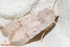 Caradrina proxima