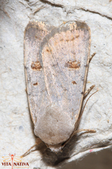 Caradrina proxima