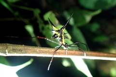 Micrathena schreibersi