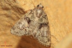 Cryphia pallida