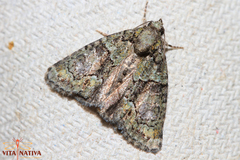 Cryphia pallida